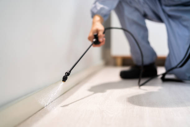 Best Pest Control Near Me in Belfast, ME