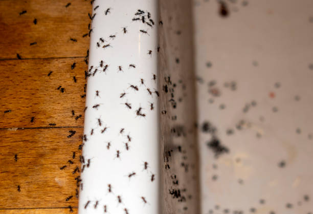 Best Exterminator Services  in Belfast, ME