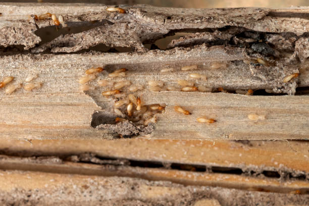 Best Local Pest Control Services  in Belfast, ME