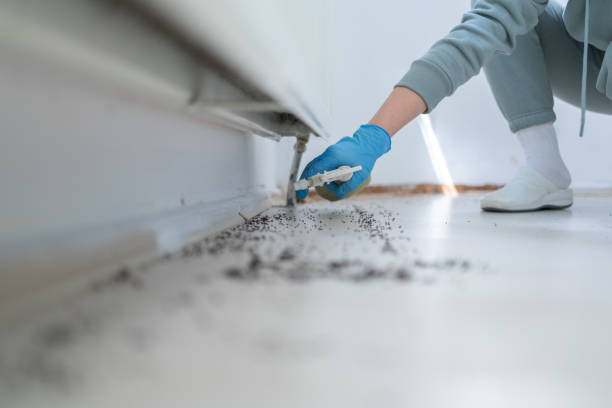 Best Best Pest Control Near Me  in Belfast, ME